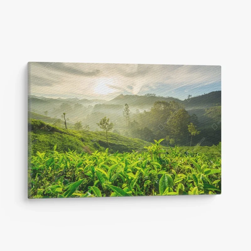 Cuadro en lienzo amanecer sobre plantaciones de té en Munnar