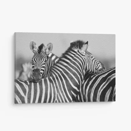 Cuadro en lienzo abrazo de cebras en blanco y negro – Pixers®