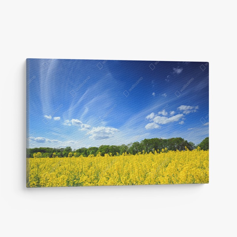 Cuadro en lienzo paisaje primaveral de colza en flor en Polonia