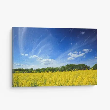 Cuadro en lienzo paisaje primaveral de colza en flor en Polonia – Pixers®