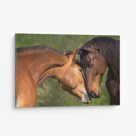 Cuadro en lienzo mirada íntima de dos caballos – Pixers®