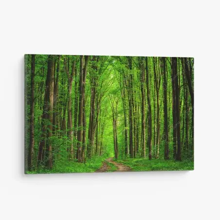 Cuadro en lienzo bosque esmeralda con sendero entre árboles – Pixers®