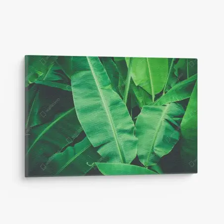 Cuadro en lienzo hojas de plátano tropicales en verde intenso – Pixers®