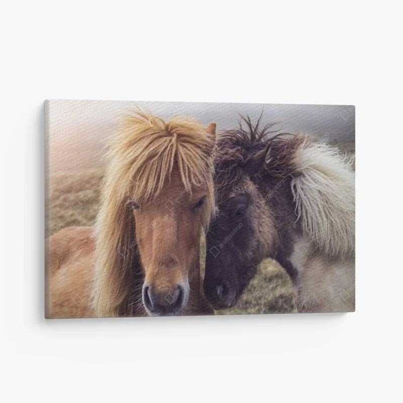 Cuadro en lienzo mirada cercana: caballos en la niebla de Islas Feroe
