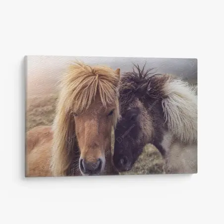 Cuadro en lienzo mirada cercana: caballos en la niebla de Islas Feroe – Pixers®