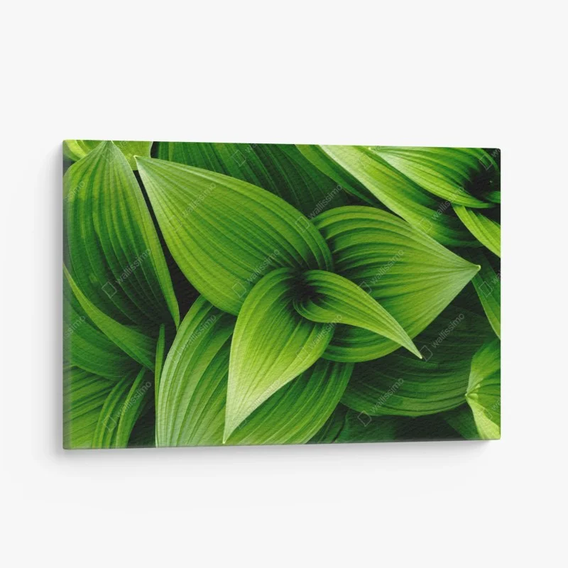 Cuadro en lienzo follaje verde en capas