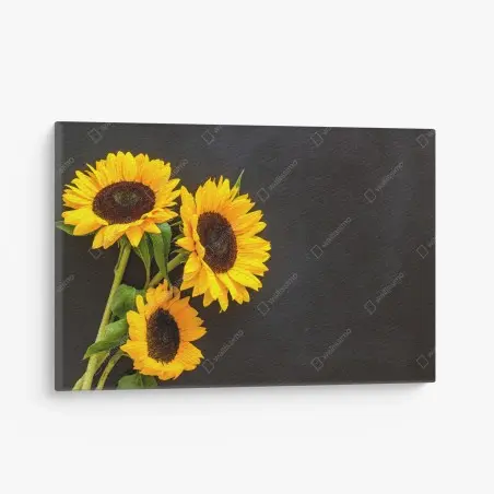 Cuadro en lienzo girasoles sobre fondo negro – Pixers®