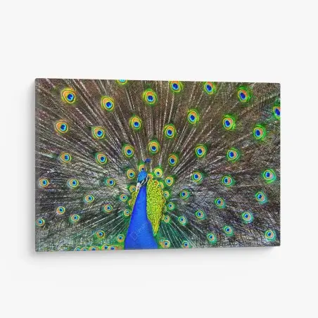 Cuadro en lienzo pavo real en pleno despliegue – Pixers®