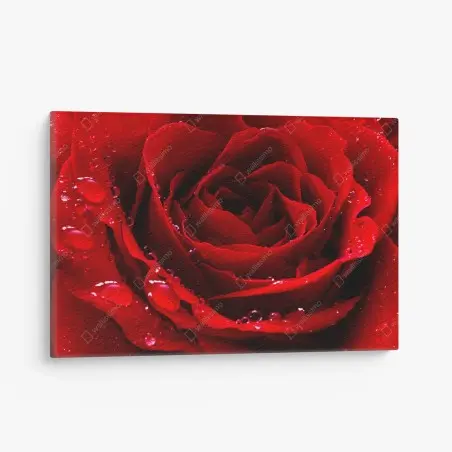 Cuadro en lienzo rosa roja en primer plano con gotas de rocío – Pixers®