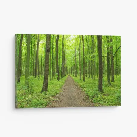 Cuadro en lienzo sendero verde en bosque primaveral – Pixers®