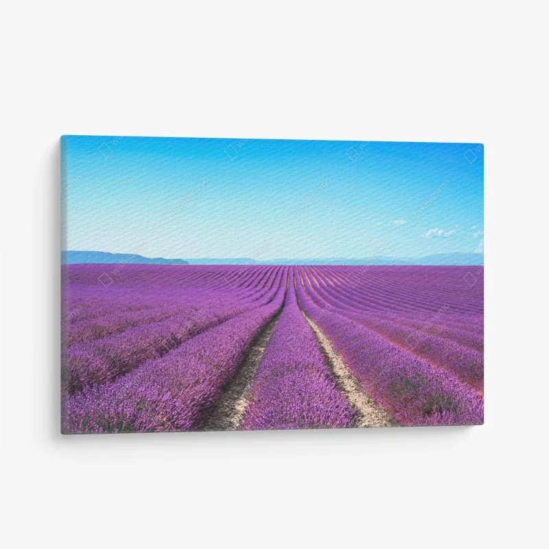 Cuadro en lienzo panorama de campos de lavanda en flor