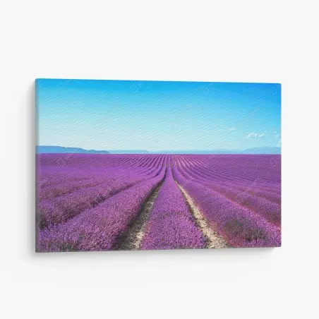 Cuadro en lienzo panorama de campos de lavanda en flor – Pixers®