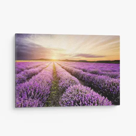 Cuadro en lienzo amanecer sobre campos de lavanda en Bulgaria – Pixers®