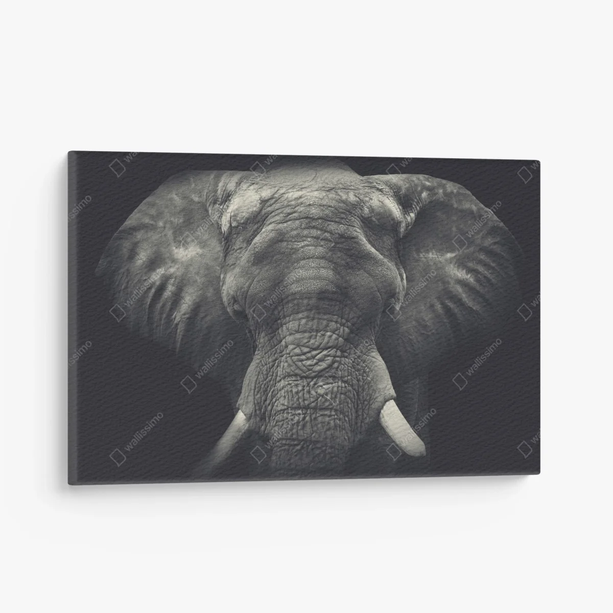Cuadro en lienzo retrato monocromo de elefante en primer plano – Pixers® Cuadro en lienzo retrato monocromo de elefante en primer plano – Pixers®