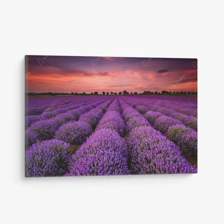 Cuadro en lienzo campo de lavanda al atardecer – Pixers®