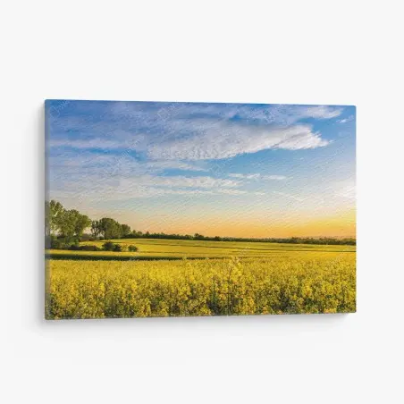 Cuadro en lienzo paisaje de campo de colza al atardecer – Pixers®