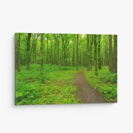 Cuadro en lienzo sendero en bosque verde – Pixers®