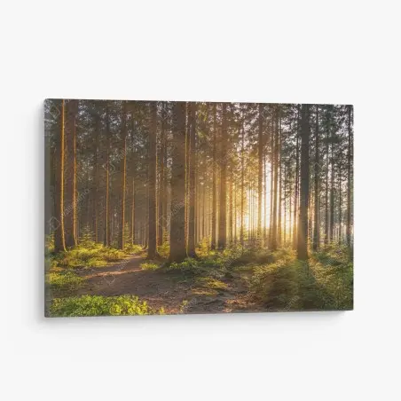 Cuadro en lienzo amanecer dorado en el bosque – Pixers®