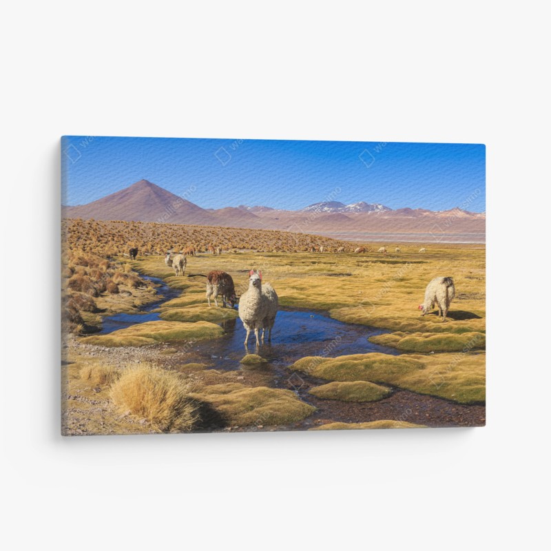 Cuadro en lienzo llamas en el altiplano de los Andes