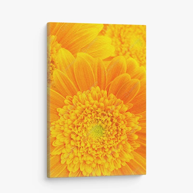 Cuadro en lienzo estallido de color: gerberas naranjas en primer plano