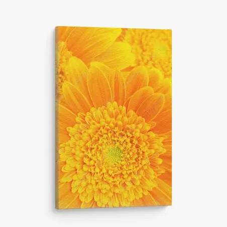 Cuadro en lienzo estallido de color: gerberas naranjas en primer plano – Pixers®