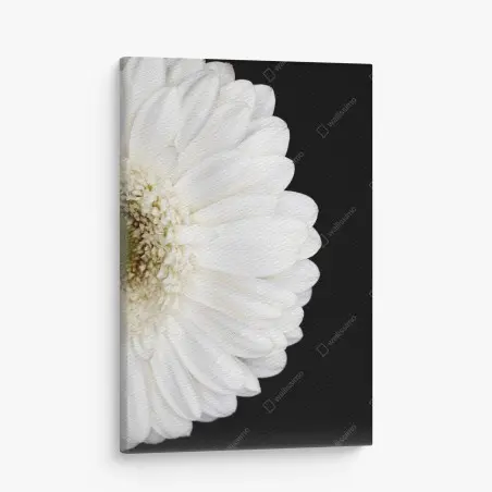 Cuadro en lienzo gerbera blanca en fondo negro minimalista – Pixers®