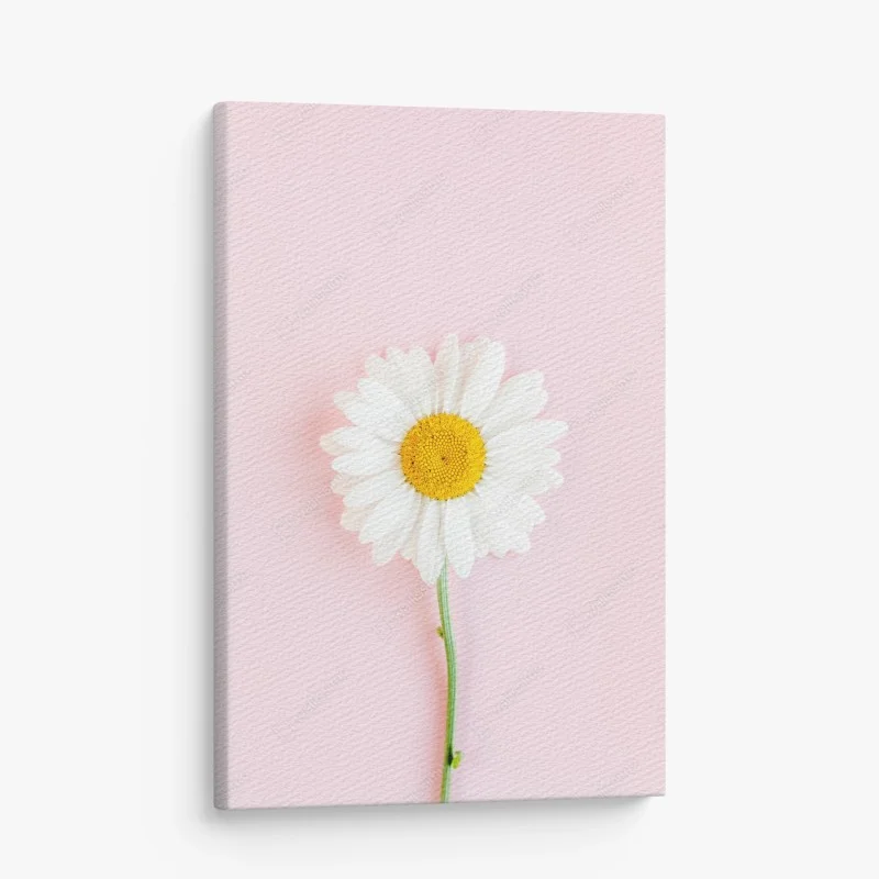 Cuadro en lienzo margarita sobre fondo rosa minimalista