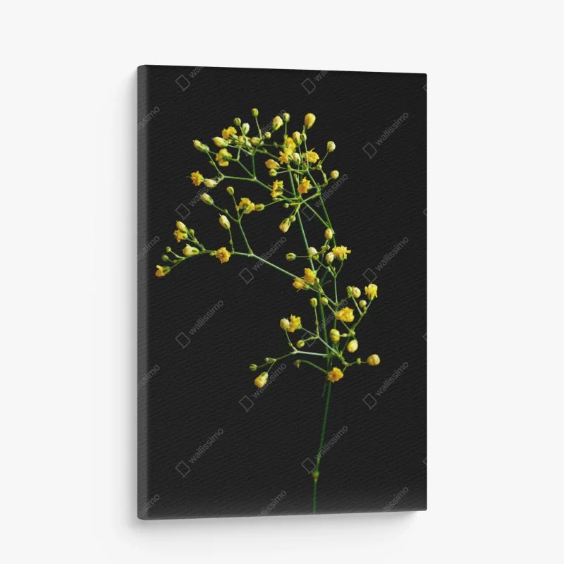 Cuadro en lienzo paniculata amarilla sobre fondo negro