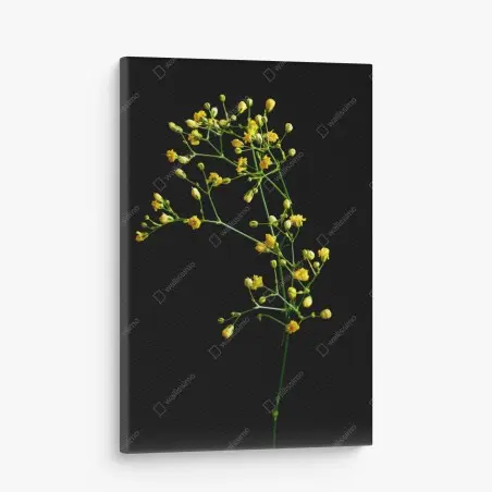 Cuadro en lienzo paniculata amarilla sobre fondo negro – Pixers®