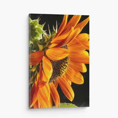 Cuadro en lienzo girasol naranja en primer plano – Pixers®