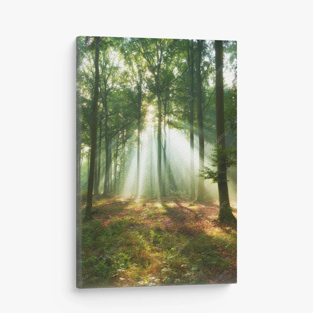 Cuadro en lienzo luz entre los árboles al amanecer – Pixers® Cuadro en lienzo luz entre los árboles al amanecer – Pixers®
