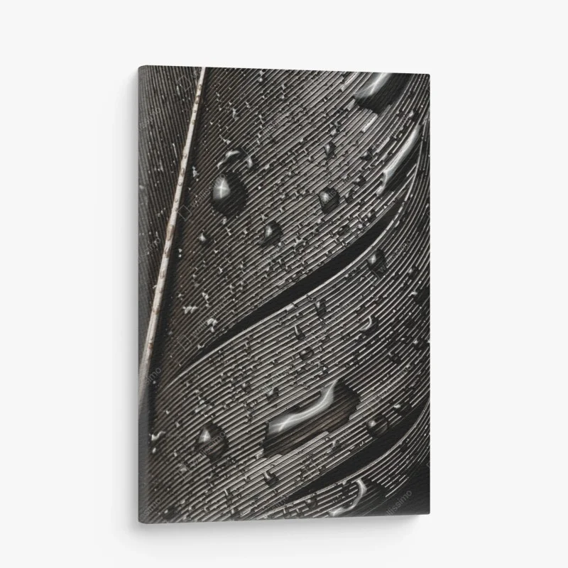 Cuadro en lienzo textura de pluma en blanco y negro con gotas