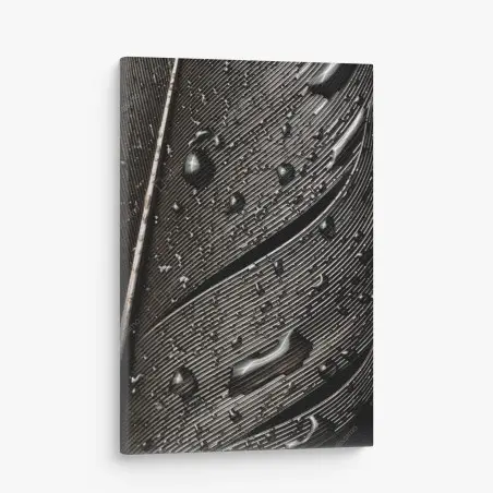 Cuadro en lienzo textura de pluma en blanco y negro con gotas – Pixers®