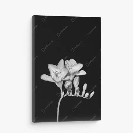 Cuadro en lienzo freesia en monocromo sobre fondo negro – Pixers®