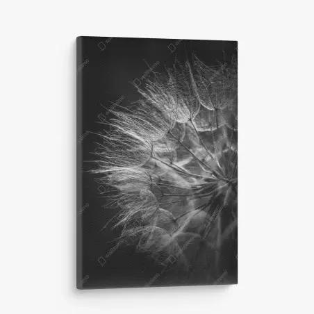 Cuadro en lienzo delicadeza de diente de león en blanco y negro – Pixers®