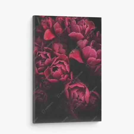 Cuadro en lienzo tulipanes rojos con gotas de rocío – Pixers®
