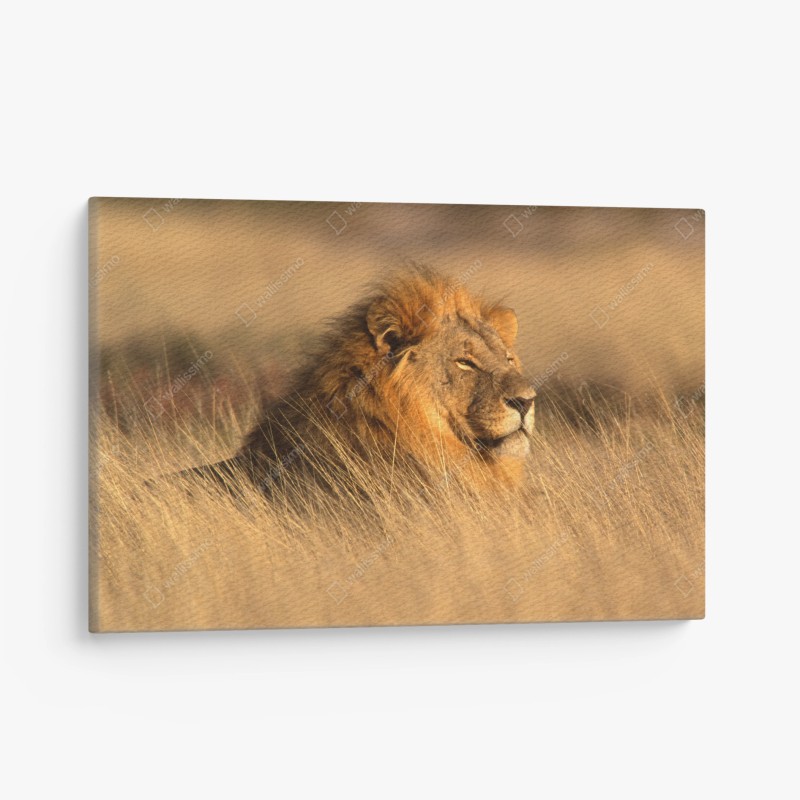 Cuadro en lienzo retrato majestuoso de un león en la sabana