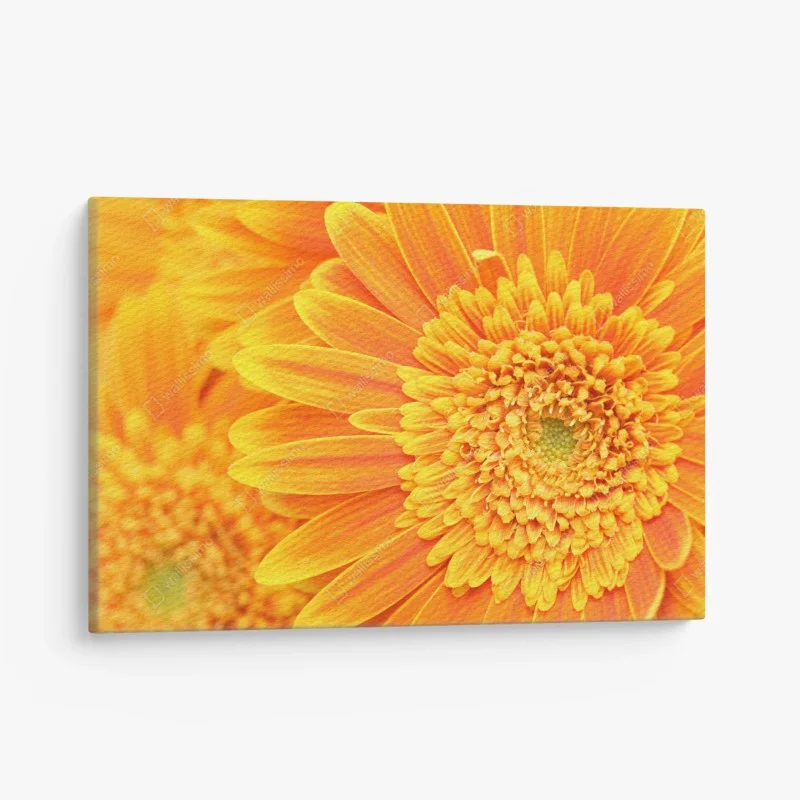 Cuadro en lienzo vibrante gerbera naranja en primer plano