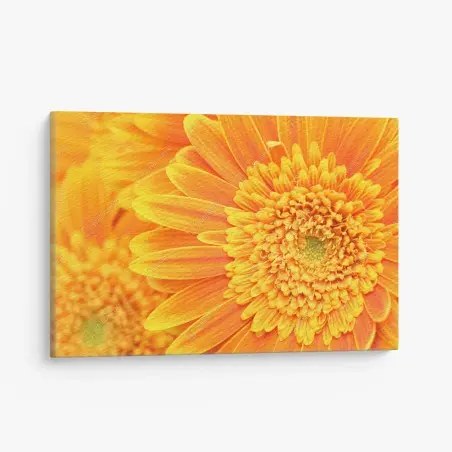 Cuadro en lienzo vibrante gerbera naranja en primer plano – Pixers®