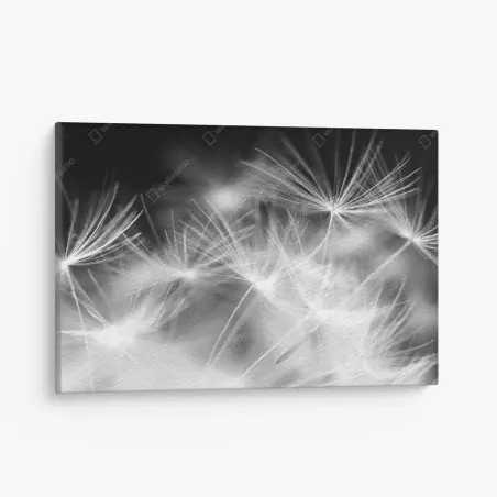 Cuadro en lienzo danza de semillas en blanco y negro – Pixers®