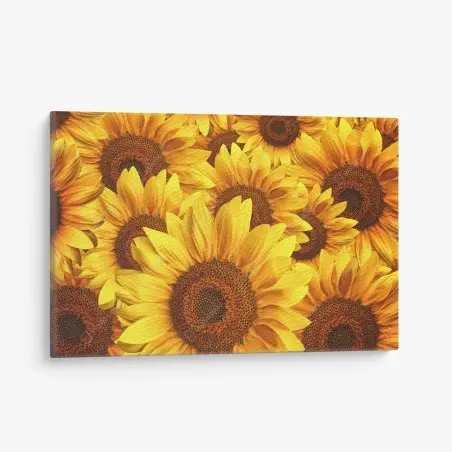 Cuadro en lienzo explosión de girasoles vibrantes – Pixers®