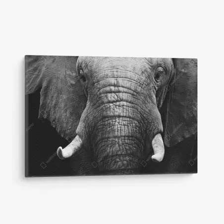 Cuadro en lienzo elefante majestuoso en blanco y negro – Pixers®