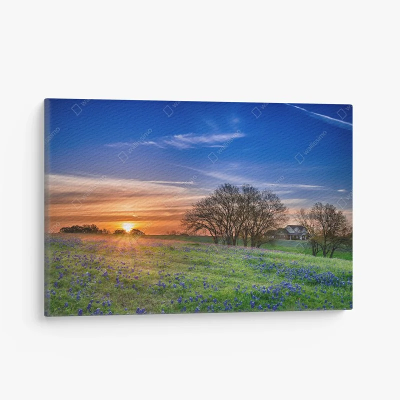 Cuadro en lienzo amanecer en Texas con campo de bluebonnets