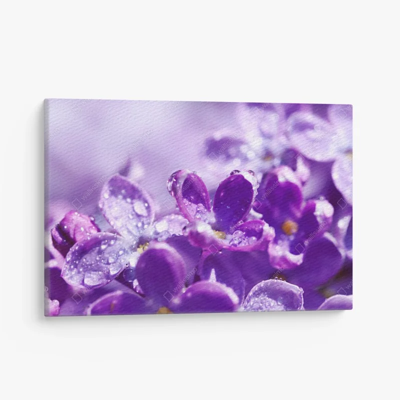 Cuadro en lienzo lilas moradas en primer plano con gotas de rocío