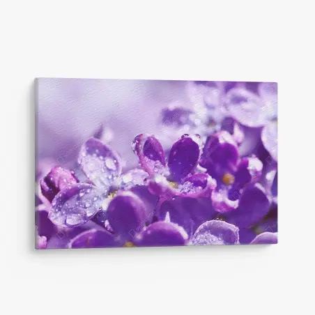 Cuadro en lienzo lilas moradas en primer plano con gotas de rocío – Pixers®
