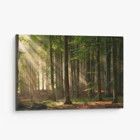 Cuadro en lienzo bosque iluminado al amanecer – Pixers®