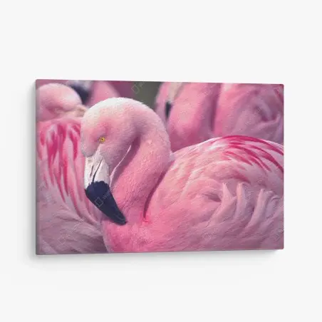 Cuadro en lienzo flamenco rosado en primer plano – Pixers®