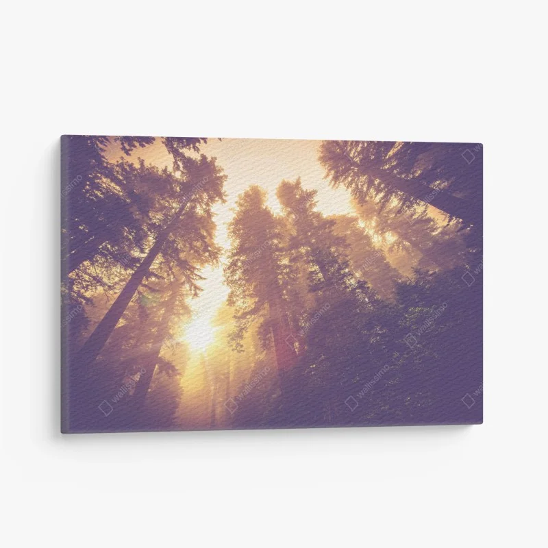 Cuadro en lienzo amanecer mágico en el bosque de secuoyas