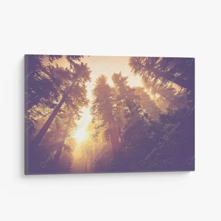 Cuadro en lienzo amanecer mágico en el bosque de secuoyas – Pixers®