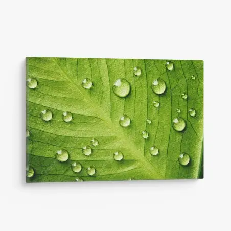 Cuadro en lienzo hoja verde con gotas de rocío – Pixers®